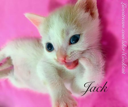 Jack