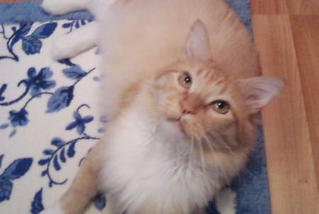 Bailey