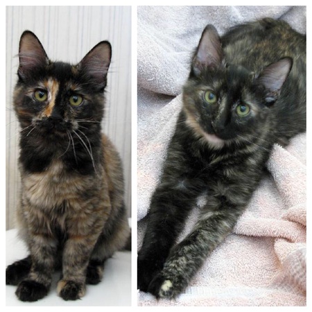 Gidget and Gigi