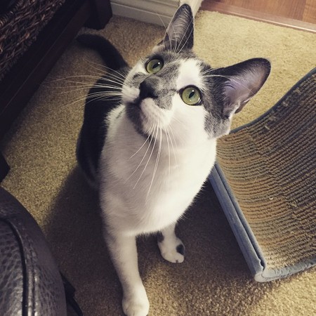 Sheldon