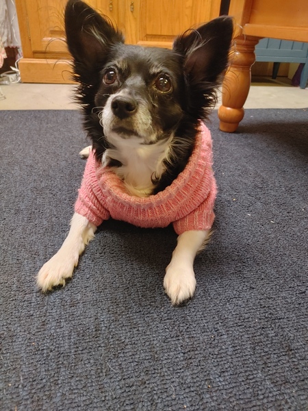 Penny