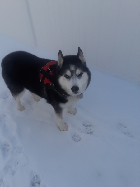 Aleki