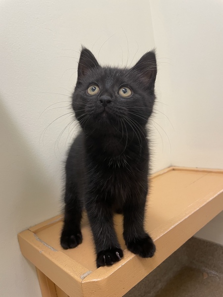 Bagheera