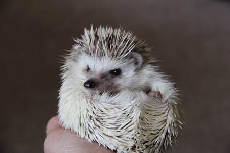 Lionel the Hedgehog