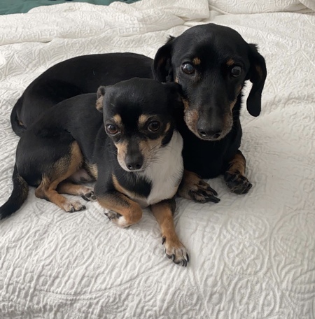 Ziggy and Rio