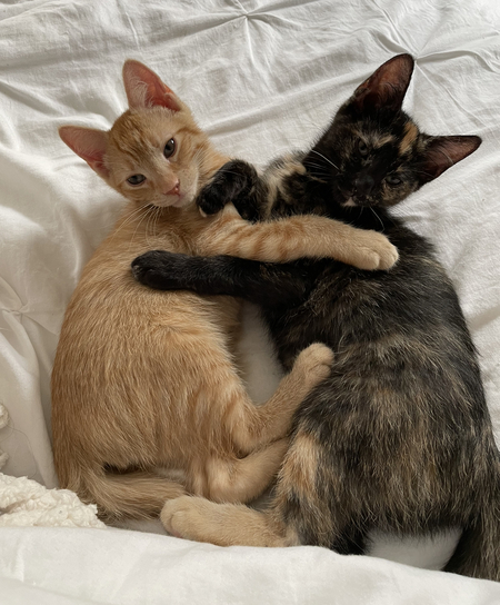 Nugget and Juju