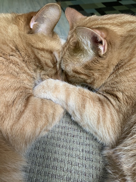 Hank and Tazz