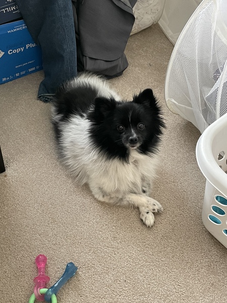 Stella