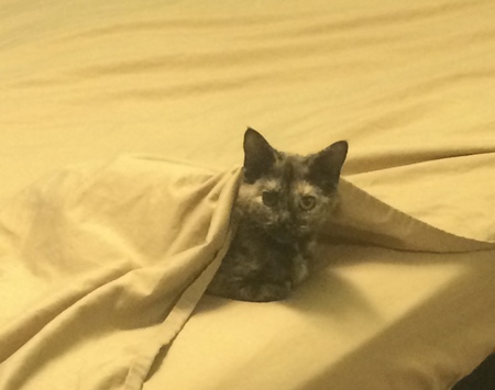 Skitty