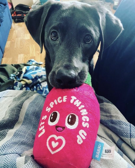 Cookie 