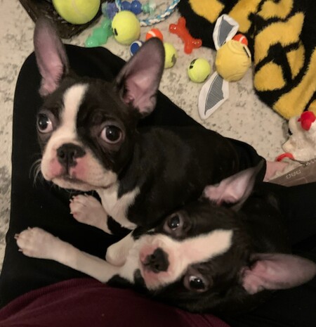 Rocko & Mickey