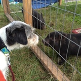 Entry image for Tucker