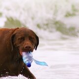 Entry image for Buddy