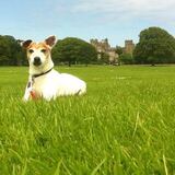 Entry image for Bandit