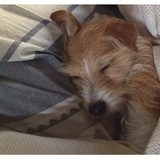 Entry image for Hoot!