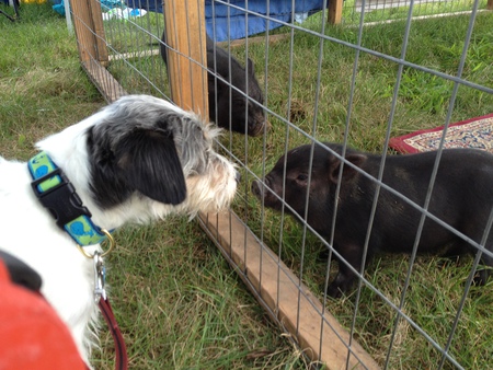 Entry image for Tucker. Clicking this image will show a larger photo