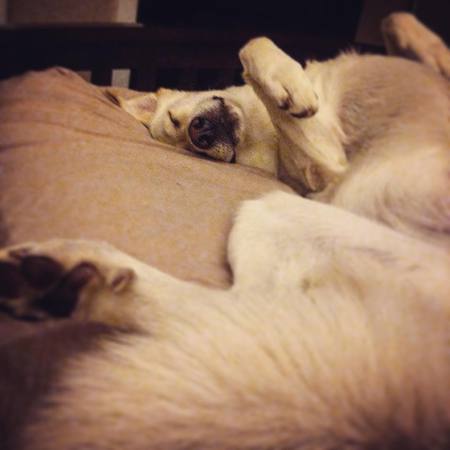 Entry image for Sadie. Clicking this image will show a larger photo