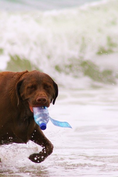 Entry image for Buddy. Clicking this image will show a larger photo