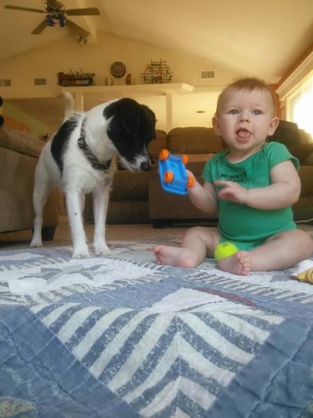 Entry image for Odie. Clicking this image will show a larger photo