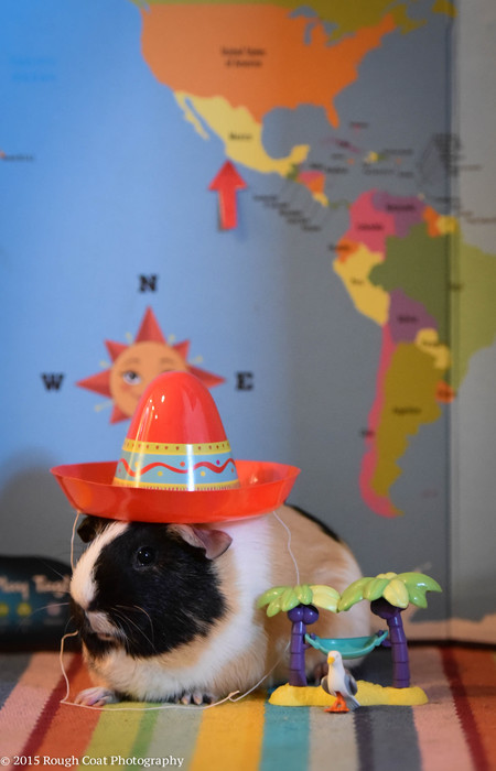 Entry image for Henri. Clicking this image will show a larger photo