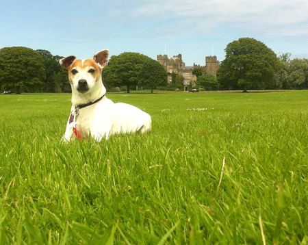 Entry image for Bandit. Clicking this image will show a larger photo