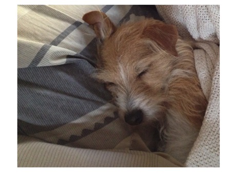 Entry image for Hoot!. Clicking this image will show a larger photo