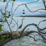 Entry image for Heron Peninsula at North Pier