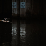 Entry image for Blue