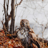 Entry image for Staring contest with a juvenile hawk