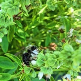 Entry image for Hungry Bee