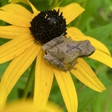 Entry image for Lily Dale Peeper