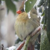 Entry image for Lady Cardinal