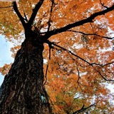 Entry image for Tree Guardian