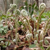 Entry image for Fiddle Heads: State Land