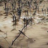 Entry image for Muted Snows