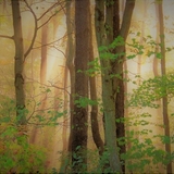 Entry image for Ethereal