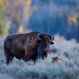 Entry image for Baby bison 