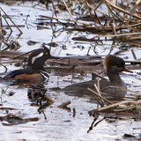 Entry image for Out for a swamp swim.