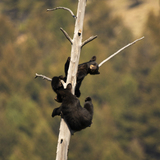 Entry image for Friends, Siblings, Anything -1