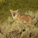 Entry image for Injured Coyote in Yellowstone
