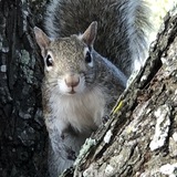 Entry image for Jugemental Squirrel