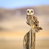 Entry image for Short Earred Owl