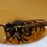 Entry image for Hungry