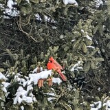 Entry image for Cardinal in the snow 