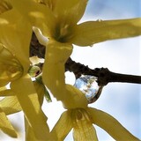 Entry image for Forsythia