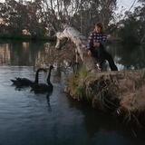 Entry image for Mother swan