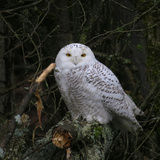 Entry image for April Fowls Bring Snowy Owls