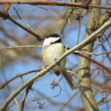 Entry image for Small Feathered Friend