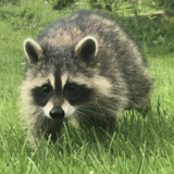 Entry image for Baby raccoon 