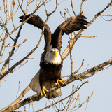 Entry image for "Taking Flight"